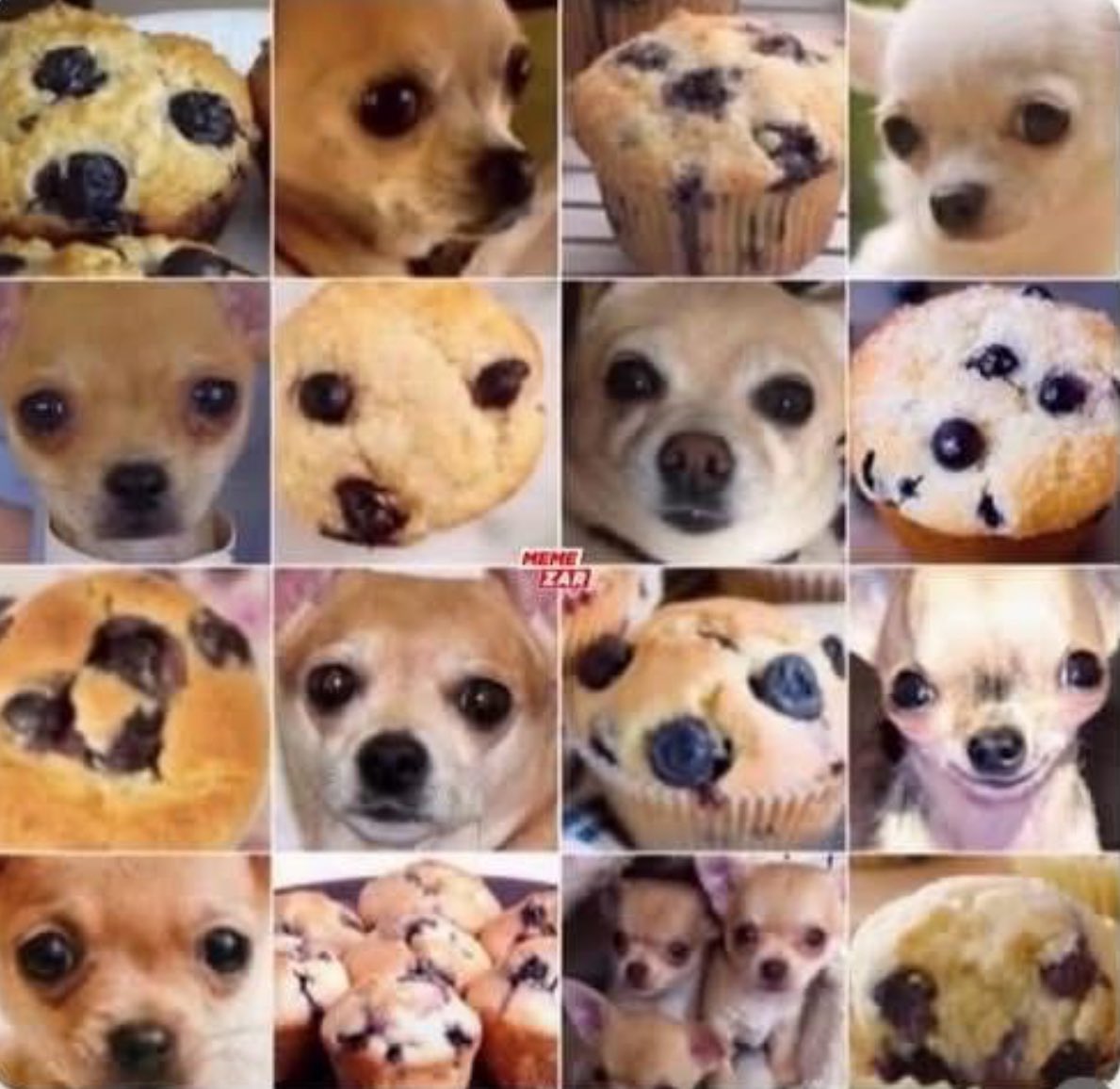 thinkdesign_ld's tweet image. Chihuahua or muffin?