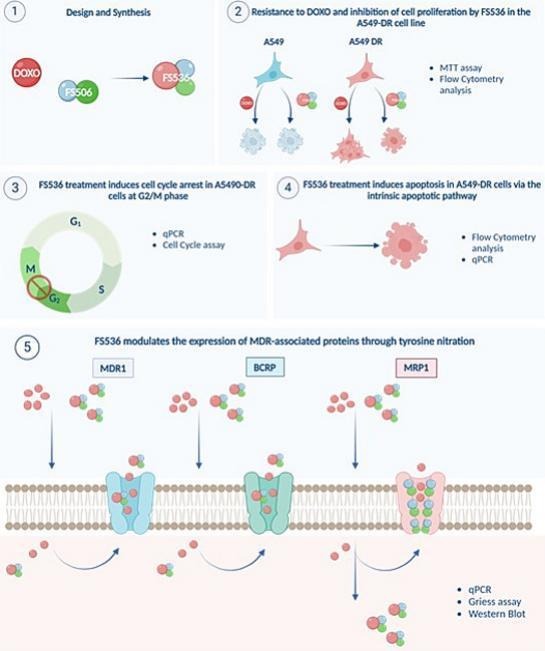 JCRnEDITORS's tweet image. FS536, a novel nitric oxide-releasing doxorubicin hybrid, reverts multidrug resistance in lung cancer cells.
| Giuseppe Ercolano, Federico II University of Napoli | @CRS_Italia 
[Open Access]
#NitricOxide #DrugResistance 
kwnsfk27.r.eu-west-1.awstrack.me/L0/https:%2F%2…