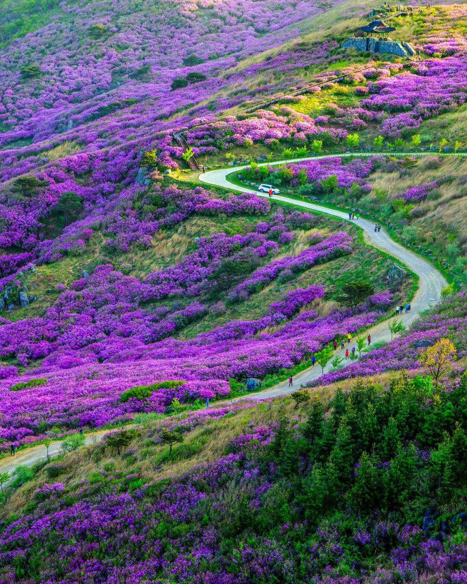 visitkorea_uk's tweet photo. Late spring in Hwangmaesan Mountain ⛰️🍃🌸

📍 Hwangmaesan Mountain, Gyeongsangnam-do
📷 Korea Tourism Organisation (Park Chang-seop; Live Studio)

.
.
.

#SpringTravel #Hiking #hwangmaesan #황매산 #azalea #진달래 #Mountain #SpringHiking #springinkorea https://t.co/a95sFTCIK9