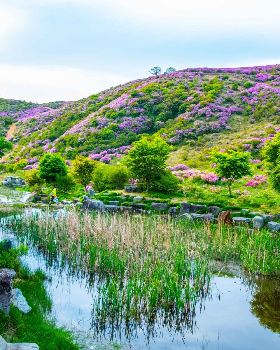 visitkorea_uk's tweet photo. Late spring in Hwangmaesan Mountain ⛰️🍃🌸

📍 Hwangmaesan Mountain, Gyeongsangnam-do
📷 Korea Tourism Organisation (Park Chang-seop; Live Studio)

.
.
.

#SpringTravel #Hiking #hwangmaesan #황매산 #azalea #진달래 #Mountain #SpringHiking #springinkorea https://t.co/a95sFTCIK9