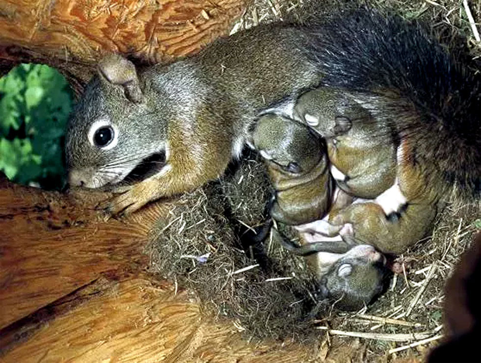 🐦🌿 Respectez la faune sauvage pendant la période de nidification !

Au printemps, de nombreux animaux ; oiseaux, écureuils et autres petits mammifères construisent leurs nids dans les haies et les arbres. Les travaux d’élagage ou de taille peuvent alors détruire leurs abris ou