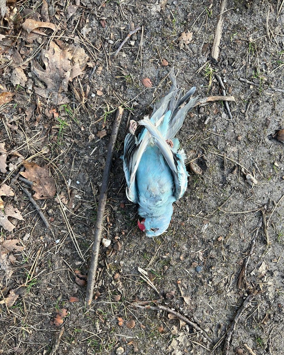 𝗪𝗲 𝘇𝗼𝗲𝗸𝗲𝗻 𝘁𝗶𝗽𝘀 𝗲𝗻 𝗴𝗲𝘁𝘂𝗶𝗴𝗲𝗻 🕵️
Onze collega’s troffen een stapel met overleden dieren aan in Overloon. We willen weten wat hier is gebeurd. Heb jij iets gezien op de Biesplanken tussen 20 en 22 maart? Deel je info via bik@odbn.nl of bit.ly/4d25K6q.