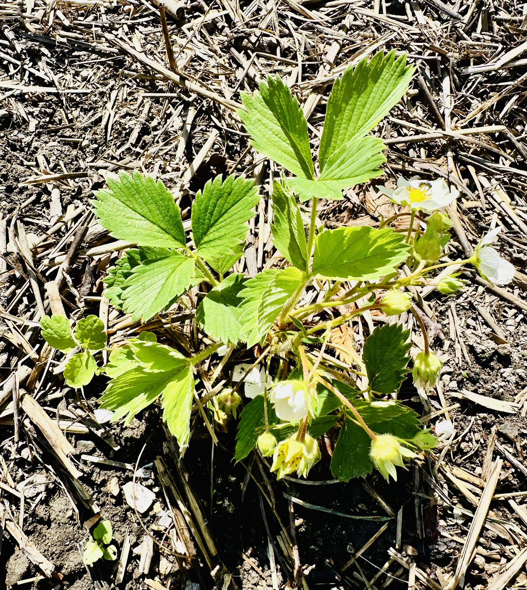 79Stef's tweet image. Petit goût de printemps 🪏🌱
#jardin #printemps #nature