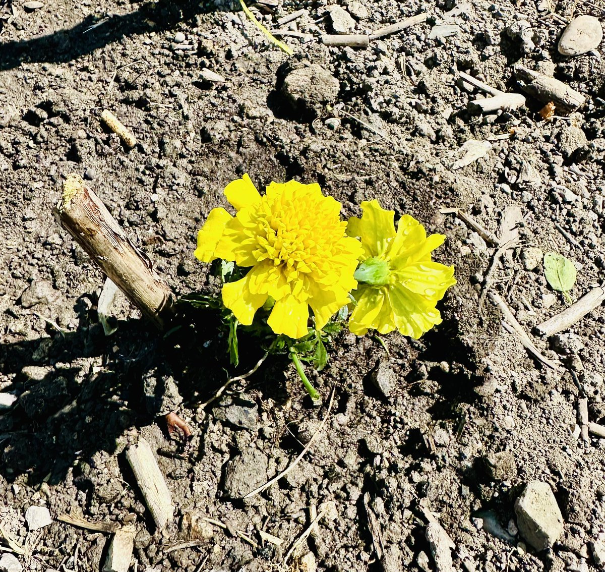 79Stef's tweet image. Petit goût de printemps 🪏🌱
#jardin #printemps #nature