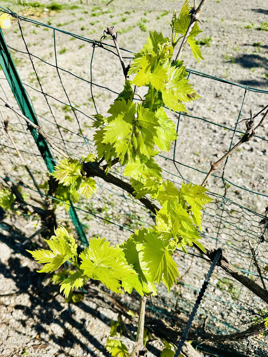 79Stef's tweet image. Petit goût de printemps 🪏🌱
#jardin #printemps #nature