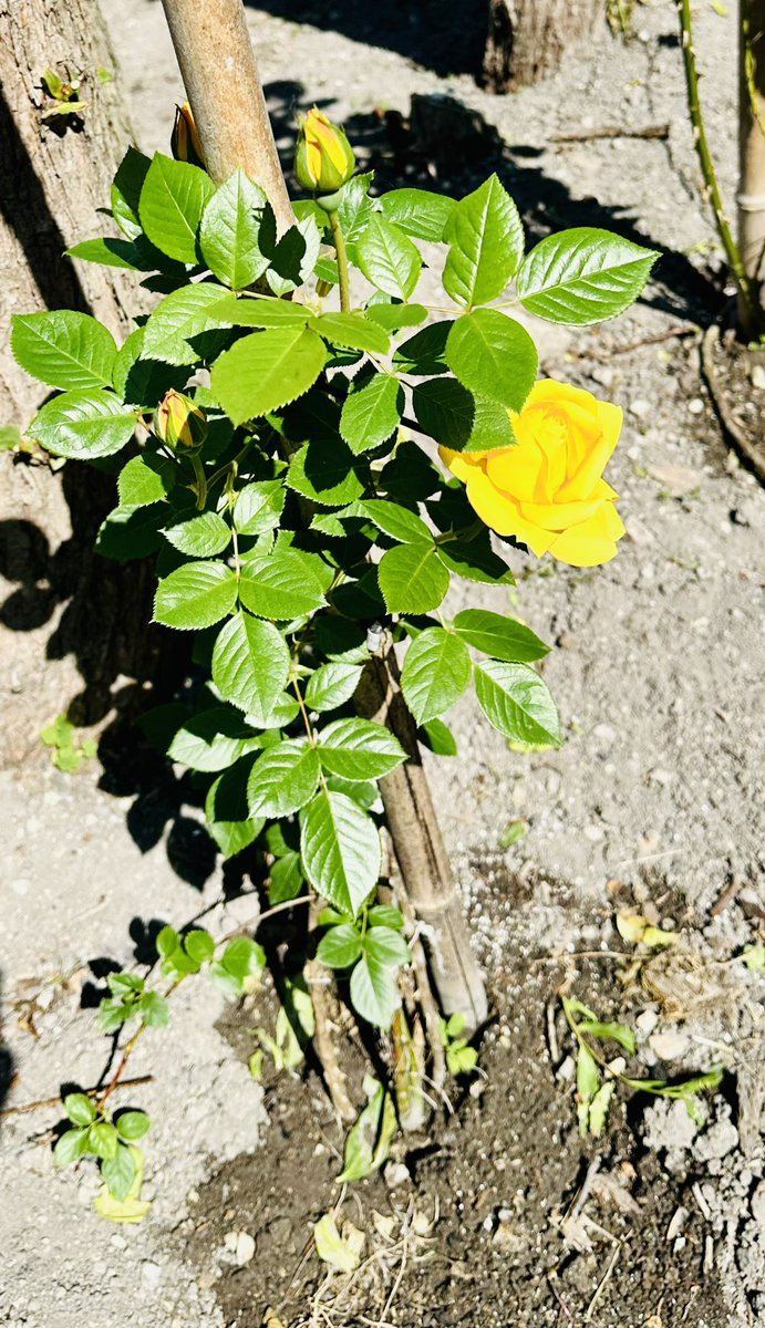 79Stef's tweet image. Petit goût de printemps 🪏🌱
#jardin #printemps #nature