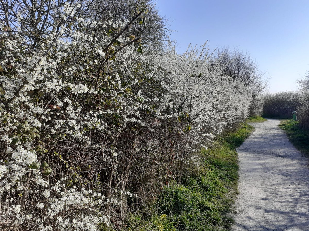Hedge Hub is the ‘go to’ place for hedgerow knowledge and learning, including 400+ searchable resources. Use the search function or filter tool to guide you. If you’re looking for research papers and reports please use the Research Database. 🌳 

hedgelink.org.uk/hedge-hub/reso…