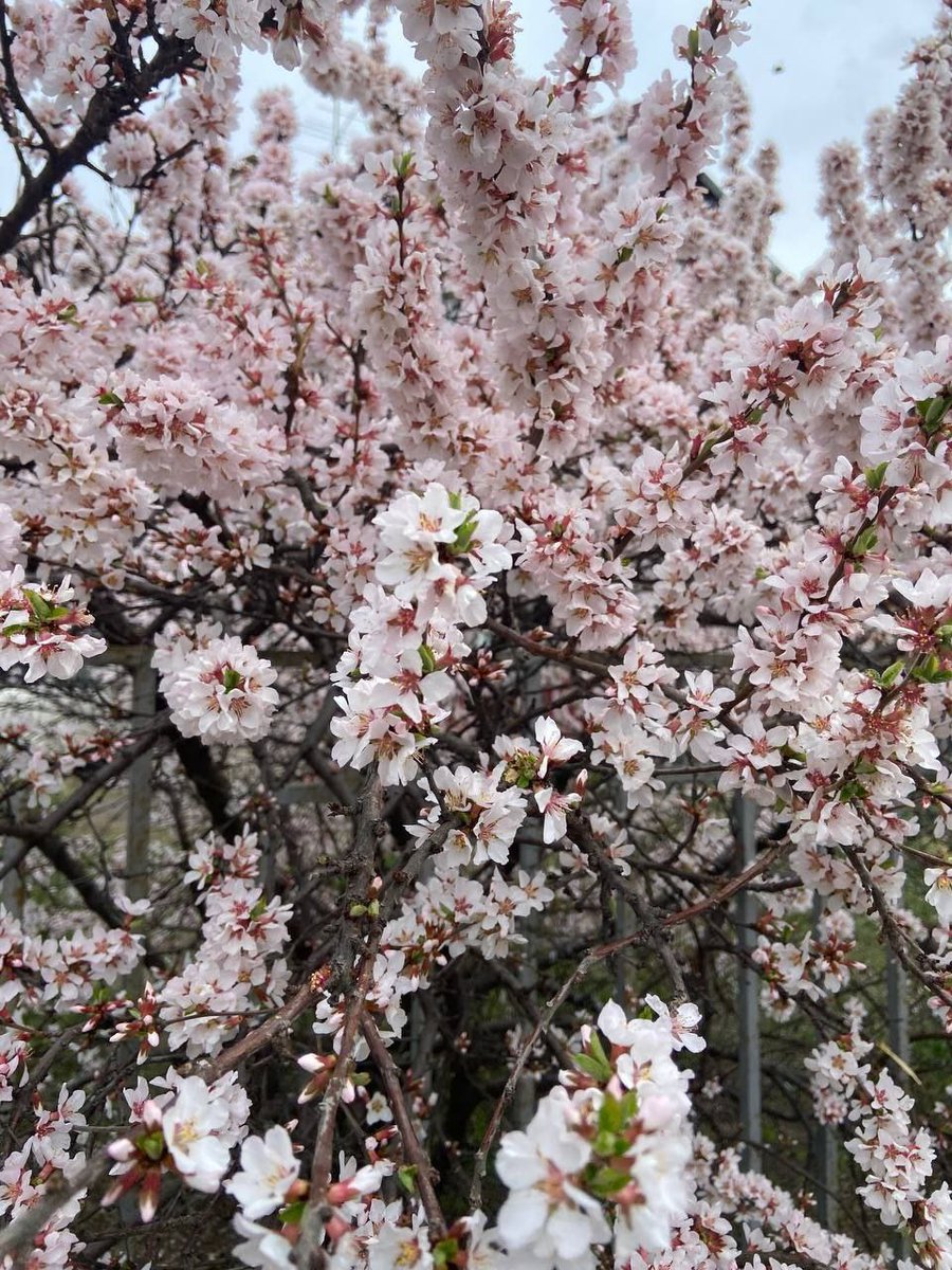 Tina95003848248's tweet image. Lush spring blooming 🌸💮🌺

#photographer  #SpringVibes