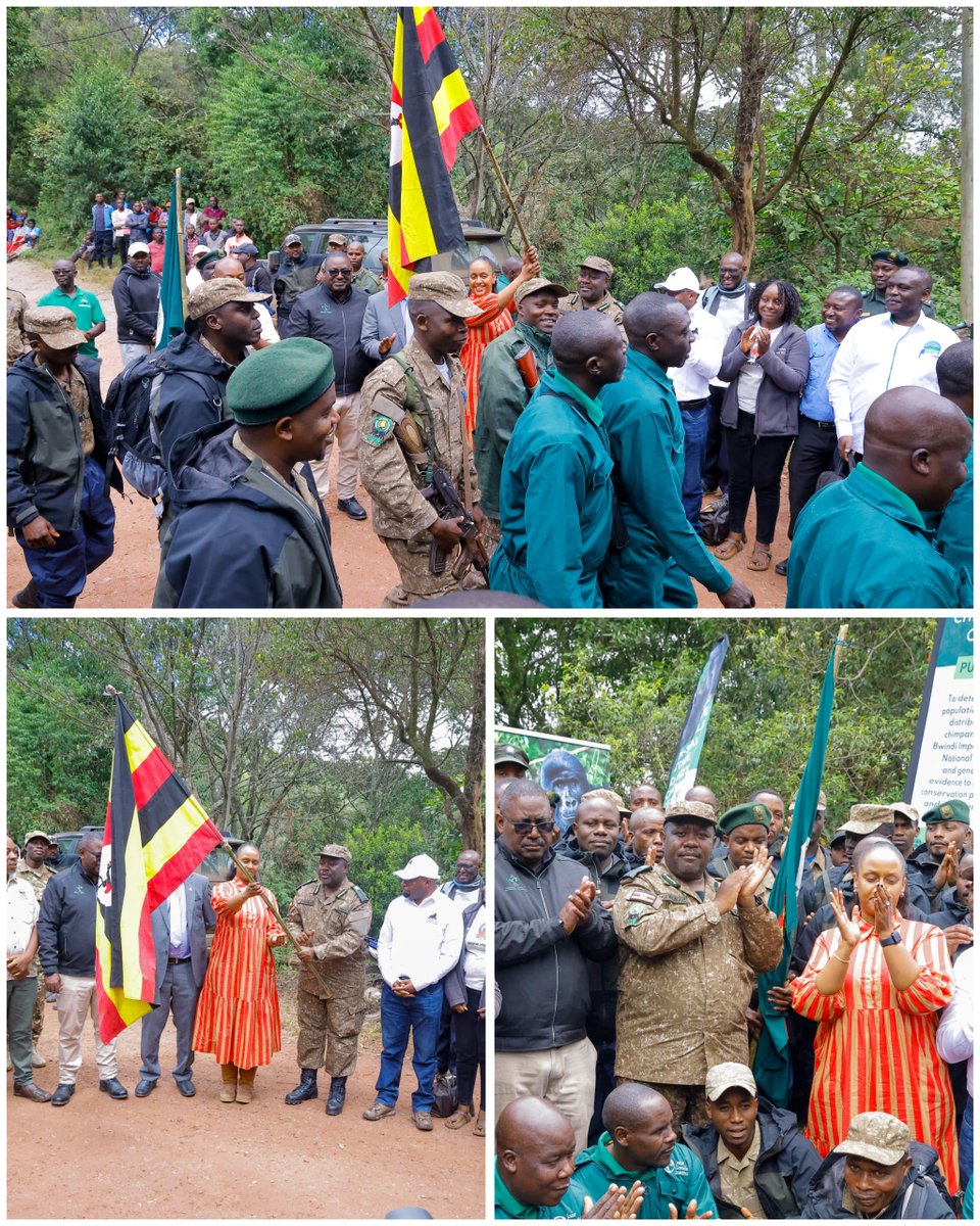 This morning  12 teams (of about 80 people have been flagged off  to commence the #mountaingorilla &amp; chimpanzee #census  in the Bwindi - Sarambwe Ecosystem. The teams comprise of staff from the 11 participating institutions.