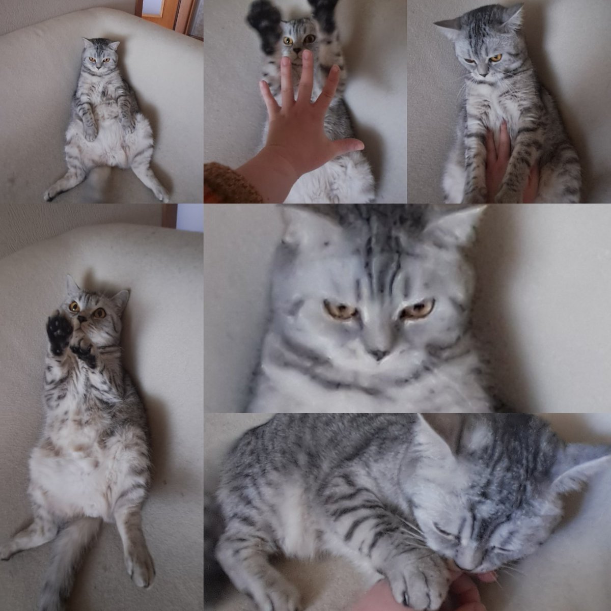 Kedi sorunsalı 😍