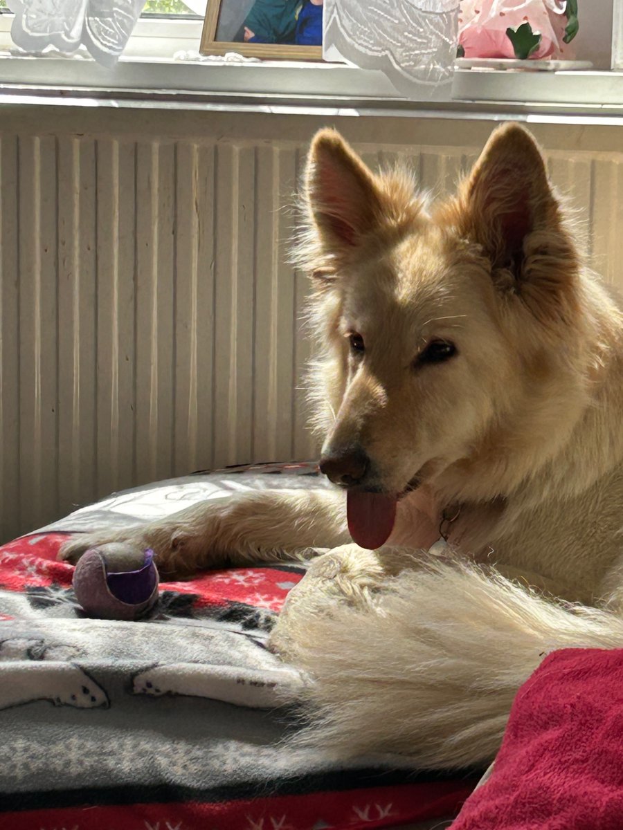 boatypat's tweet image. Back home .. she’s keeping an eye on bestie .. n we have a #tongueouttuesday #gad #dogsoftwitter