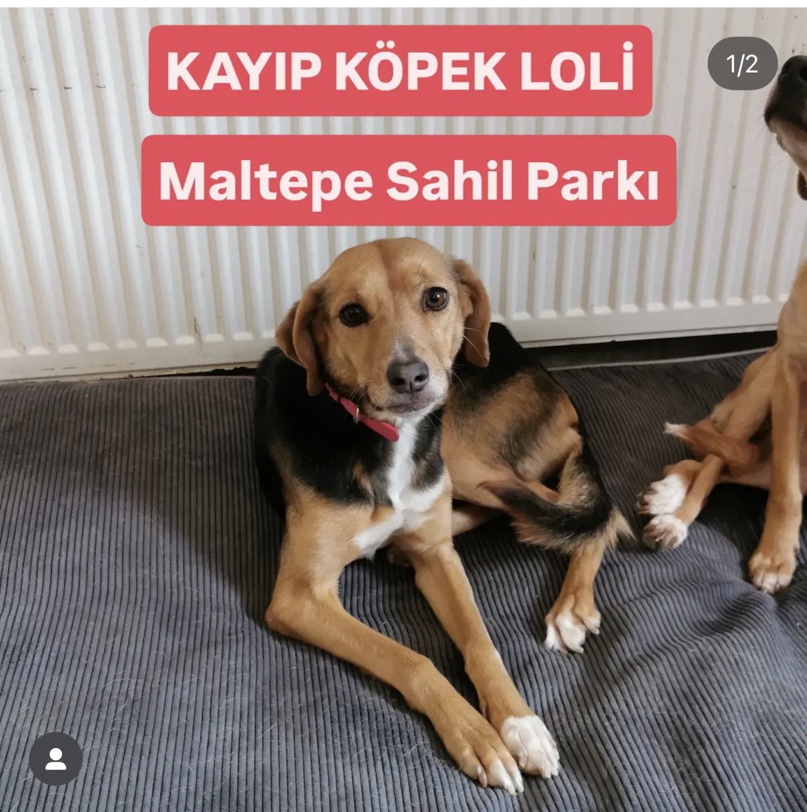 nesliko's tweet photo. Loliş hala kayıp 😞 Dün gece Maltepe sahilinde sesten korkup en son Kartal yönüne doğru kaçarken görüldü. Üzerinde renkli göğüs tasması vardı. Çipli, dişi, ismini biliyor. Lütfen oralarda yaşayan, sahilde köpeğini gezdiren insanlarla paylaşabilir misiniz? İletişim: 05555646715 & 05449693506
