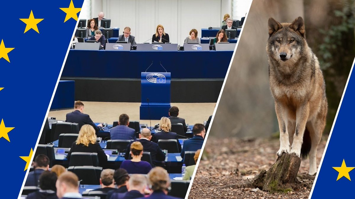 👍 Today: MEPs have voted to apply the urgent procedure (Rule 170) to fast-track a targeted amendment to the #HabitatsDirective on #Wolves.
 
🐺 The proposed downlisting of wolves, aimed at aligning EU protection status with the #BernConvention, marks a significant step forward