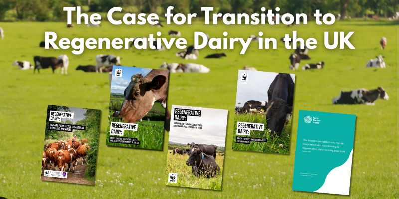 Farm Carbon Toolkit (@farmco2toolkit) on Twitter photo 🌿Big news for #Dairy!
We're proud to have worked with <a href="/NatWestGroup/">NatWest Group</a> & @WWF_UK to show how #RegenerativeFarming can boost dairy profitability, resilience & biodiversity.
📊5 reports
🎥5 farmer stories
🌱1 big case for change
👀wwf.org.uk/food/farming/r…
#RegenerativeAgriculture 🌿Big news for #Dairy!
We're proud to have worked with <a href="/NatWestGroup/">NatWest Group</a> & @WWF_UK to show how #RegenerativeFarming can boost dairy profitability, resilience & biodiversity.
📊5 reports
🎥5 farmer stories
🌱1 big case for change
👀wwf.org.uk/food/farming/r…
#RegenerativeAgriculture