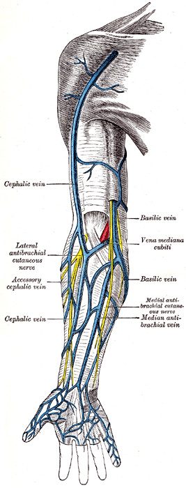 singleserenade's tweet photo. so let's use #wanaratforscience and #ananforscience to learn a cool vein called cephalic vein! 💕
its large size and location makes it easier to do procedures like dialysis ✨️
#หยิ่นวอร์ #yinyin_anw #warwanarat https://t.co/4MEFZHwPSq