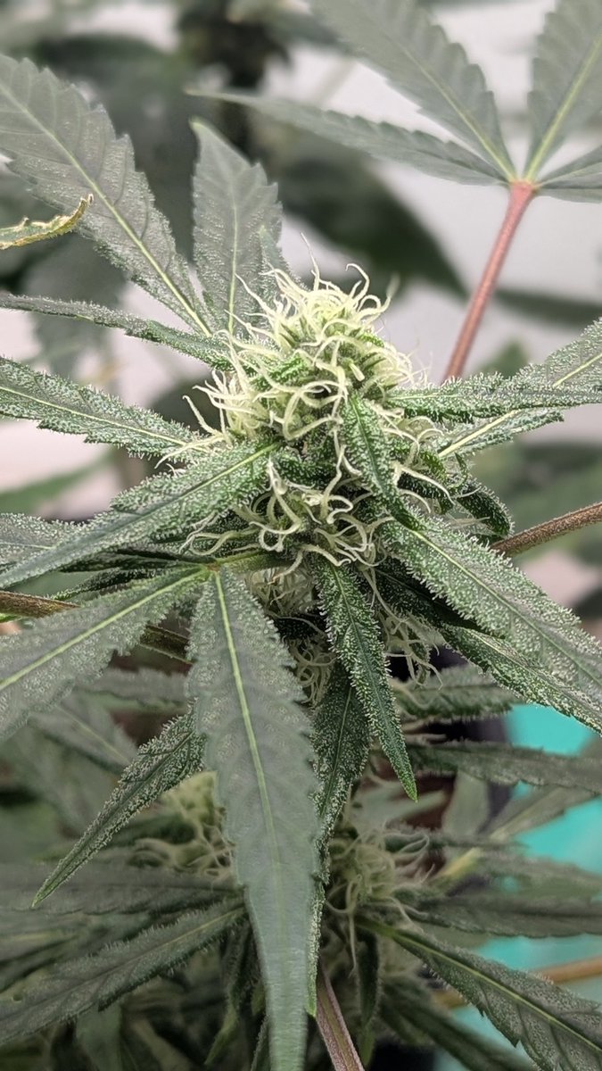 GM EVERYBODY from a neglected WatermelonZkittlez on #Day46 of 12/12