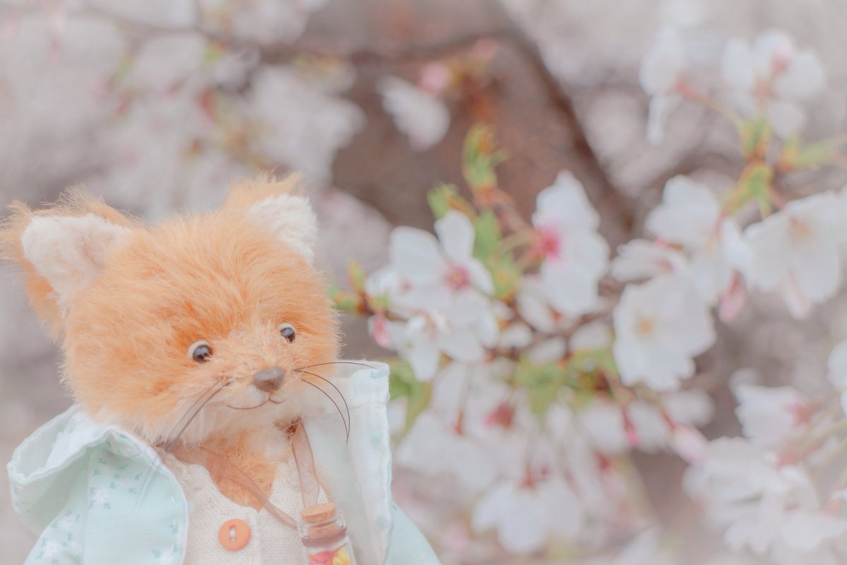 8morupeco8's tweet photo. ほっこり🌸
今年の桜写真もついにこれで最後かな🥹

 #テディベア  #ぬい撮り https://t.co/bzoVo5Kuzq