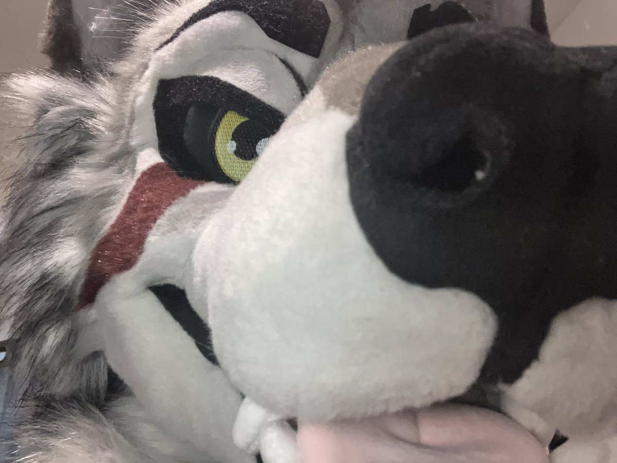 ToastyGhosty12's tweet image. UPS SAID SIKEEEE

I’m allowed in headless lounges now!! :D
Not pictured are some hand and feet paws also!! Thanks to @/MidnightMkrs !