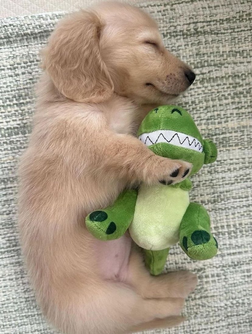 💖 (@twaniimals) on Twitter photo 