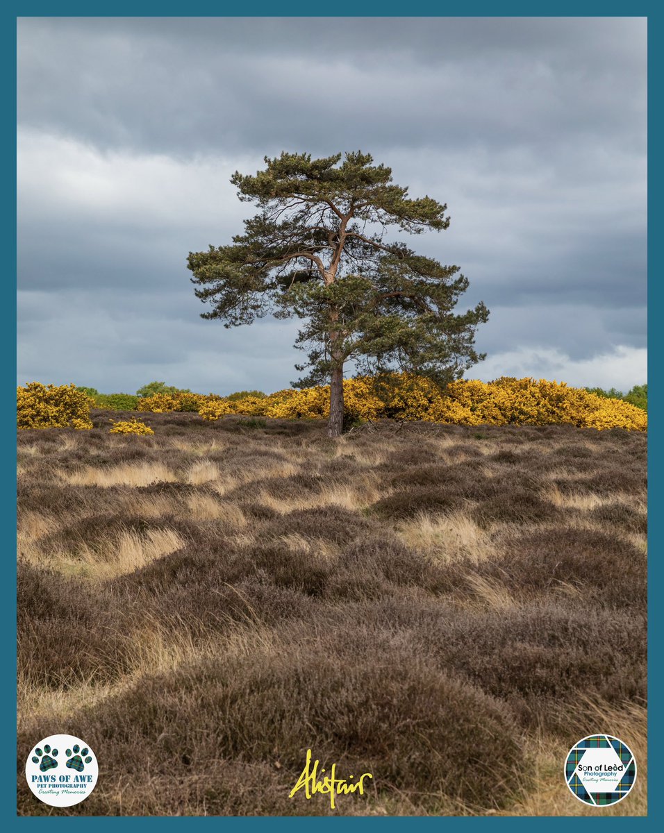 Son of Leòd Photography tweet media