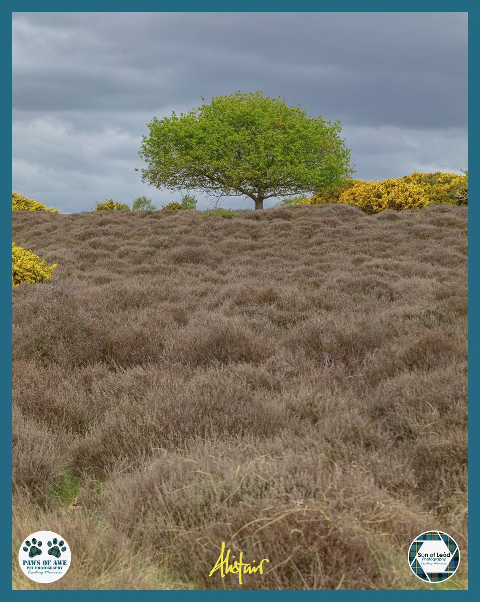 Son of Leòd Photography tweet media