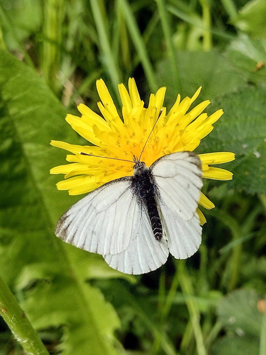 A Green-veined White butterfly chillin' on a dandelion this avo, on the main ride through Shawbury Heath. And why not, eh? 

#Shropshire #LaPrimavera 🦋💛