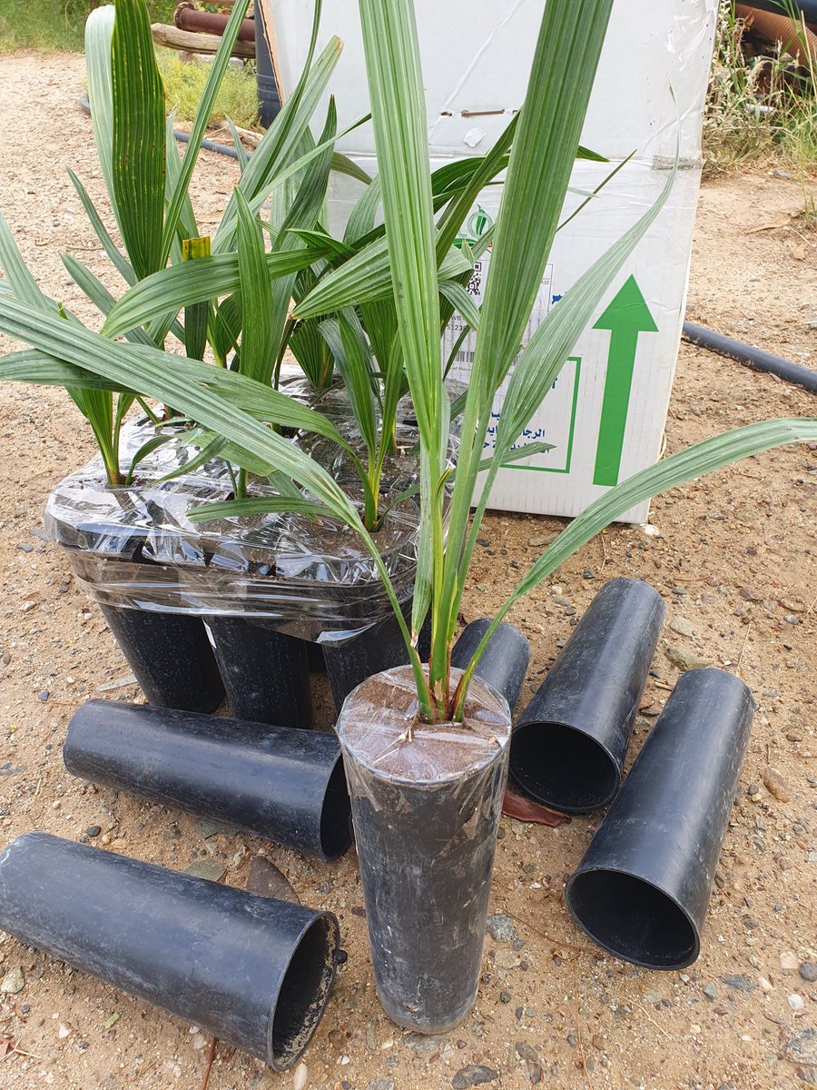 السلام عليكم
مساء الخير
تبارك الله وصلتني اليوم شحنة من شتلات النخل النسيجي انتاج شركة الراجحي .. اللي له تجربة في العناية بهذي الشتلات يفيدني الله يبارك لنا ولكم 🌴🌴🌴