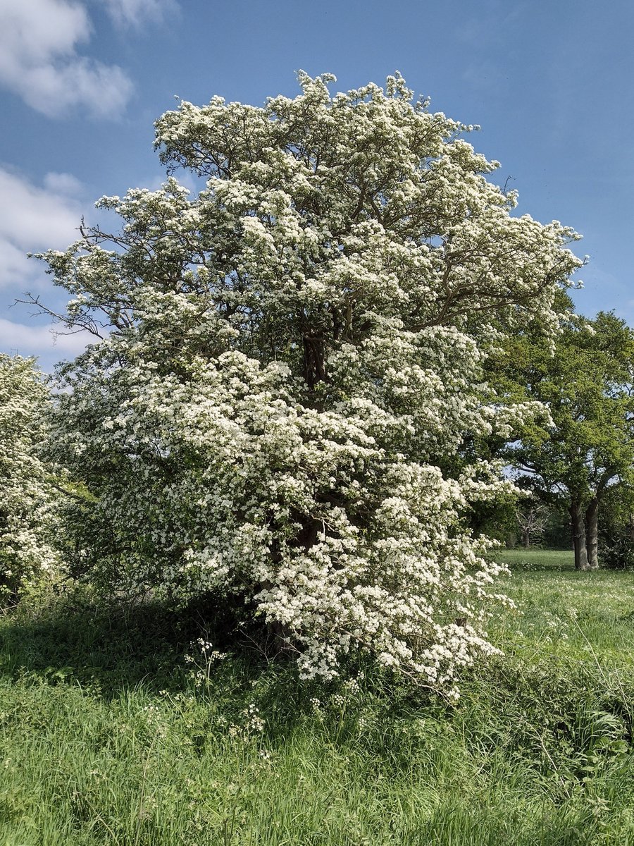 Hawthorn at the Hatch this afternoon: a whole lotta blossom going on! 😯

#Shropshire 🌤️ 🌼