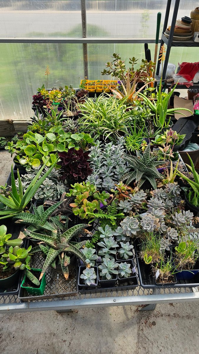 DCGBotany's tweet photo. Annual DCG Botany Class Plant Sale is Wed 5/7 &amp; Thurs 5/8 from 3:30 to 6pm at the HS Greenhouse! (Thurs is also the LHC conference track meet at home...park by the greenhouse!) @DCGHS @dcgactivities https://t.co/PYnL0dTGYz