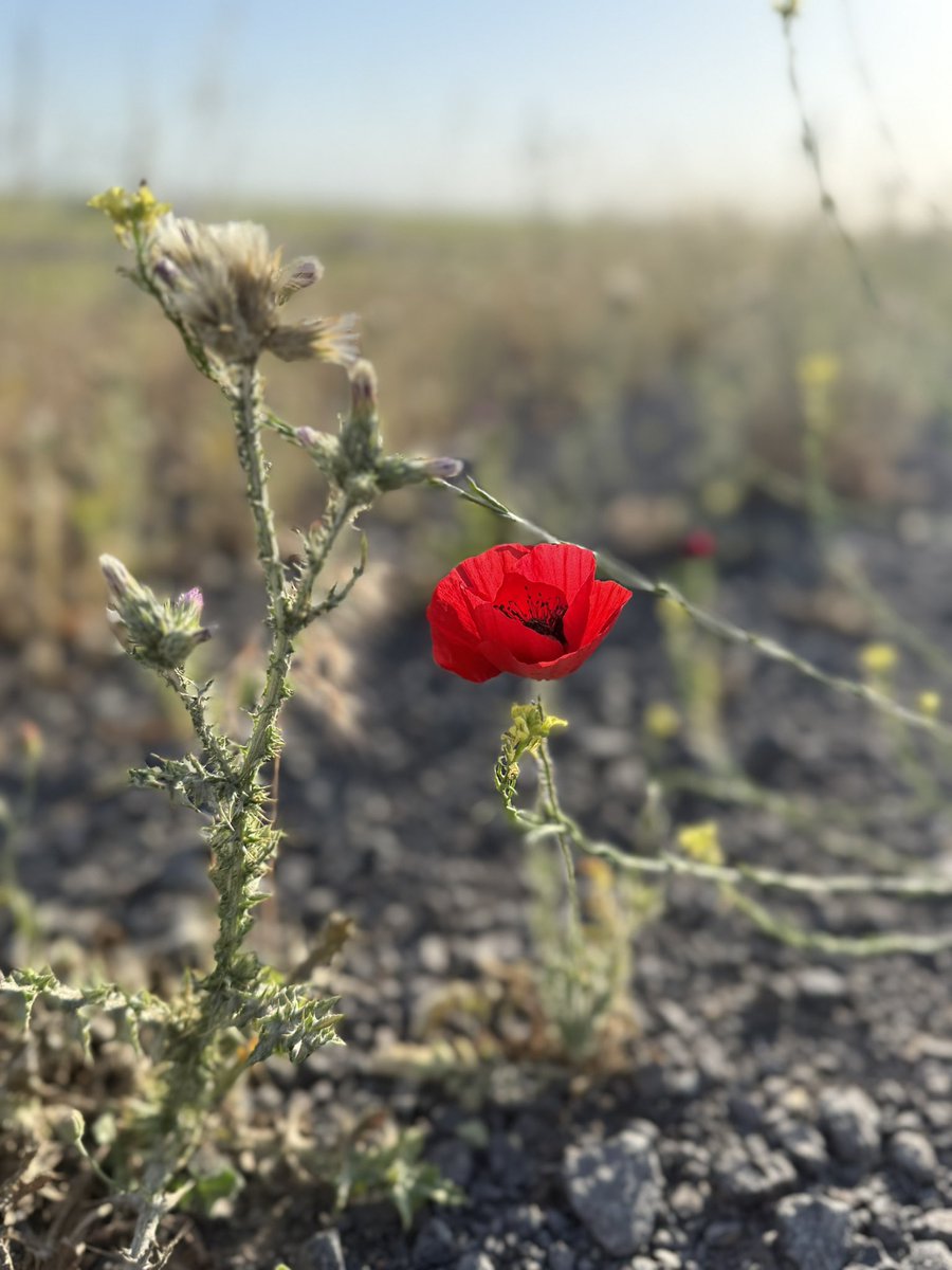 Birinden vazgeçersem ona karşı bir şey hissetmem için yeniden doğmam gerekir…

#YeniProfilResmi #özlüsözler #sözler
