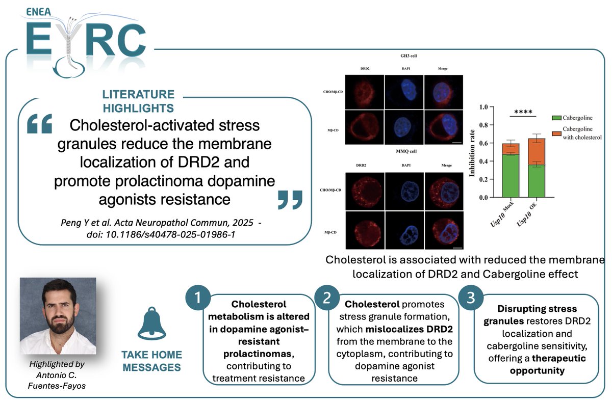 🚨 New Neuroendo Watch by EYRC – Highlight Alert! 

 We spotlight a study revealing how cholesterol metabolism drives dopamine agonist resistance in prolactinomas. 🧪

 Full post with takeaways on our LinkedIn page: linkedin.com/company/enea-y…