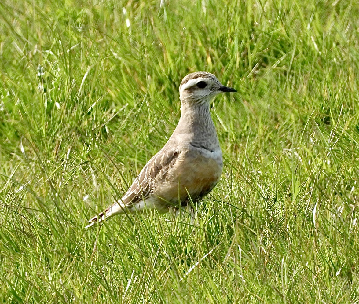 Dotterel showing well at Druridge Bay, #Northumberland this afternoon <a href="/NTBirdClub/">Northumberland & Tyneside Bird Club</a> <a href="/BirdGuides/">BirdGuides</a> <a href="/freebirdnewsuk/">Free Rare Bird News, UK 🇬🇧</a>
<a href="/RSPBEngland/">RSPB England</a> <a href="/RSPBbirders/">RSPB Birders</a>
<a href="/Natures_Voice/">RSPB</a> <a href="/_BTO/">BTO</a> <a href="/BTO_Northum/">Northumberland BTO</a>