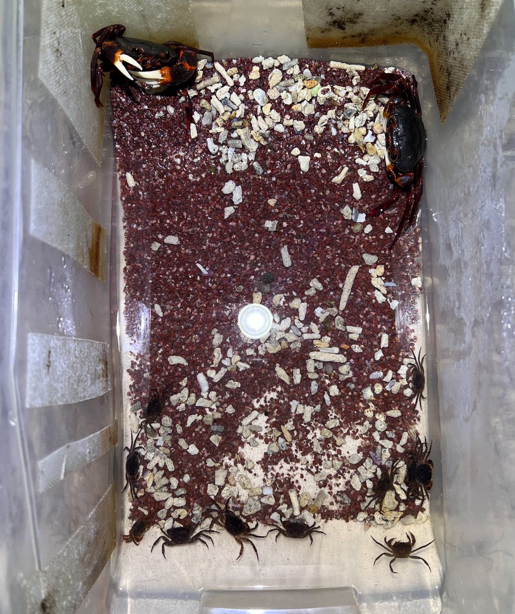 Neotiwaripotamon.The result of ten months😃