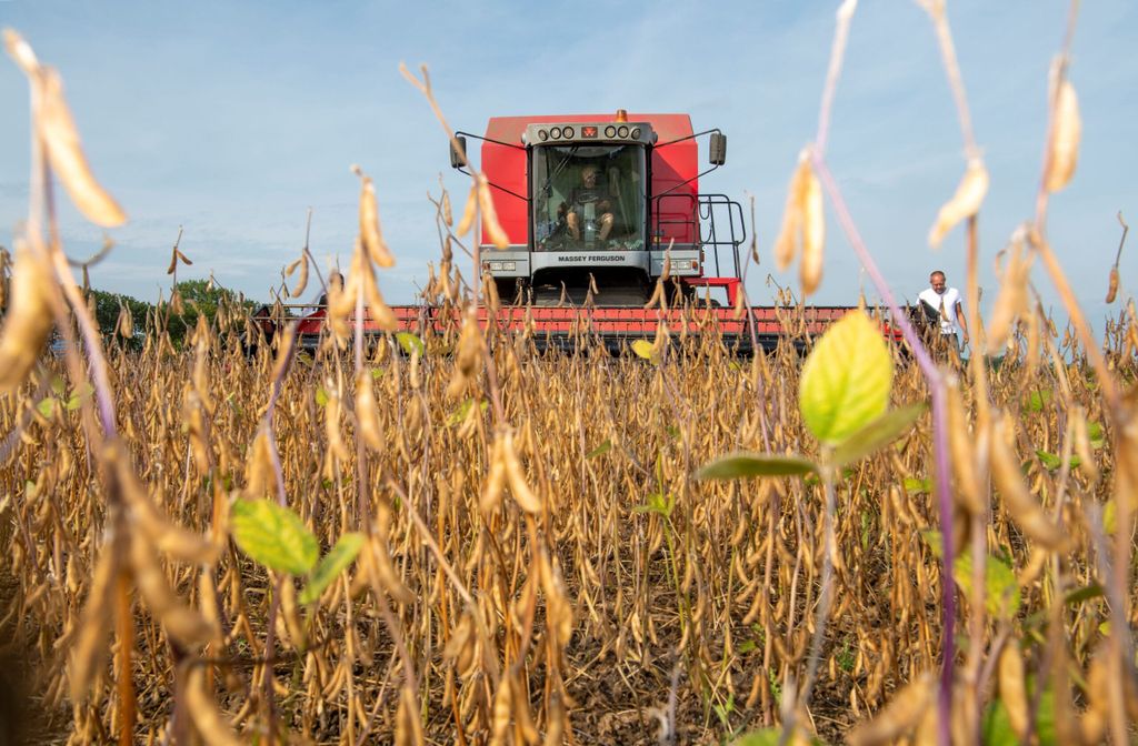 BLHBnl's tweet image. Er zijn minder peulvruchten verbouwd in Nederland in 2024. Het totaal areaal daalde van 7.846 naar 6.598 hectare. Met name de teelt van soja nam af. Kortom, de eiwit-transitie heeft vooralsnog de wind niet in de rug met lage prijzen en lage opbrengsten. 
eiwittrends.nl/areaal-peulvru…