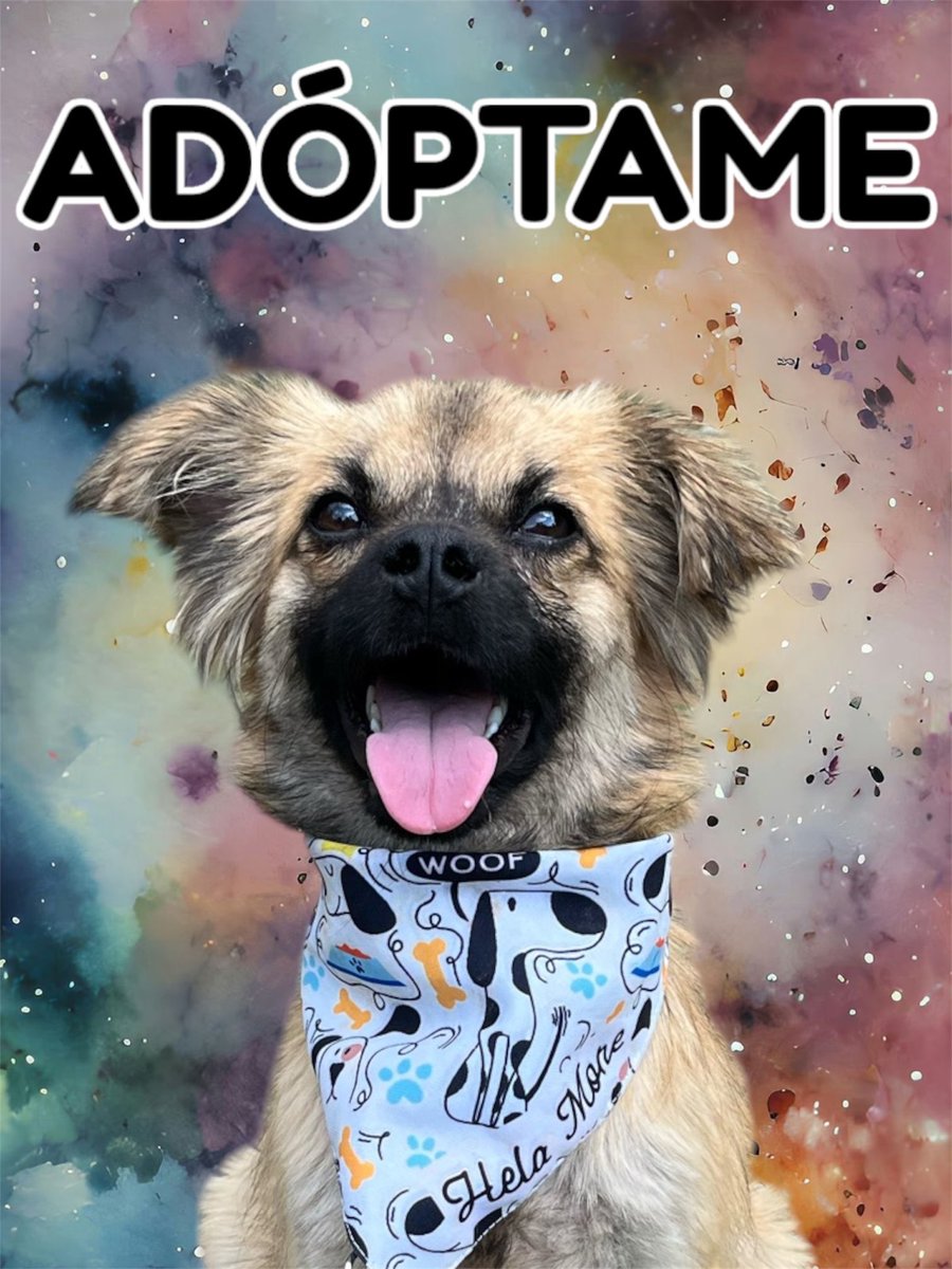 Billy es uno de nuestros rescatados.

Es talla chica,ya está vacunado,desparasitado y esterilizado.
Es muy juguetón y cariñoso.🥰

2 veces se ha ido en adopción y las 2 veces lo han regresado,ya merece ser feliz.🥺
Estamos en CDMX.