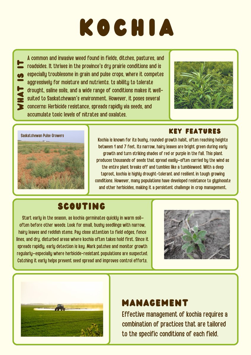 Kochia is a fast-growing, drought-tolerant weed that spreads quickly and resists many herbicides. Scout early and often to control it before seed set and spread.

#SynergyAg #Rootsyoucancounton