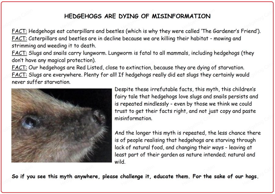 Hedgehog Cabin (@hedgehogcabin) on Twitter photo <a href="/treesforlifeuk/">Trees for Life</a> Oh gosh no, no they don't, please take this down, you are doing so much harm!
You are perpetuating folklore that good rescues all over the country spend their precious limited time busting every single day.
Slugs and snails carry lungworm, which is deadly to ALL mammals, <a href="/treesforlifeuk/">Trees for Life</a> Oh gosh no, no they don't, please take this down, you are doing so much harm!
You are perpetuating folklore that good rescues all over the country spend their precious limited time busting every single day.
Slugs and snails carry lungworm, which is deadly to ALL mammals,