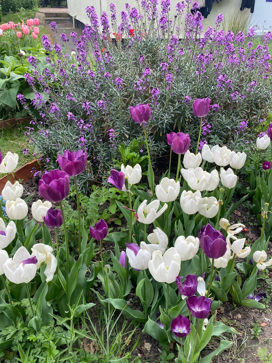 Beautiful blooms <a href="/LimpsfieldGrang/">Limpsfield Grange</a> in school colours!
