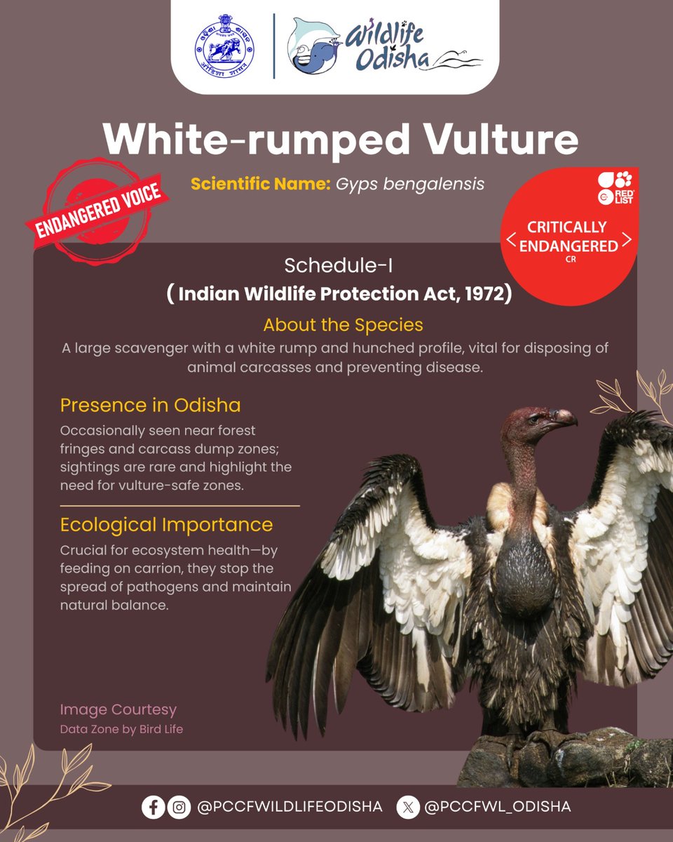Once soaring high across the Indian subcontinent, the White-rumped Vulture now teeters on the brink of extinction. This critically endangered scavenger plays a vital role in nature’s cleanup crew, disposing of animal carcasses and preventing the spread of disease.

Their role is