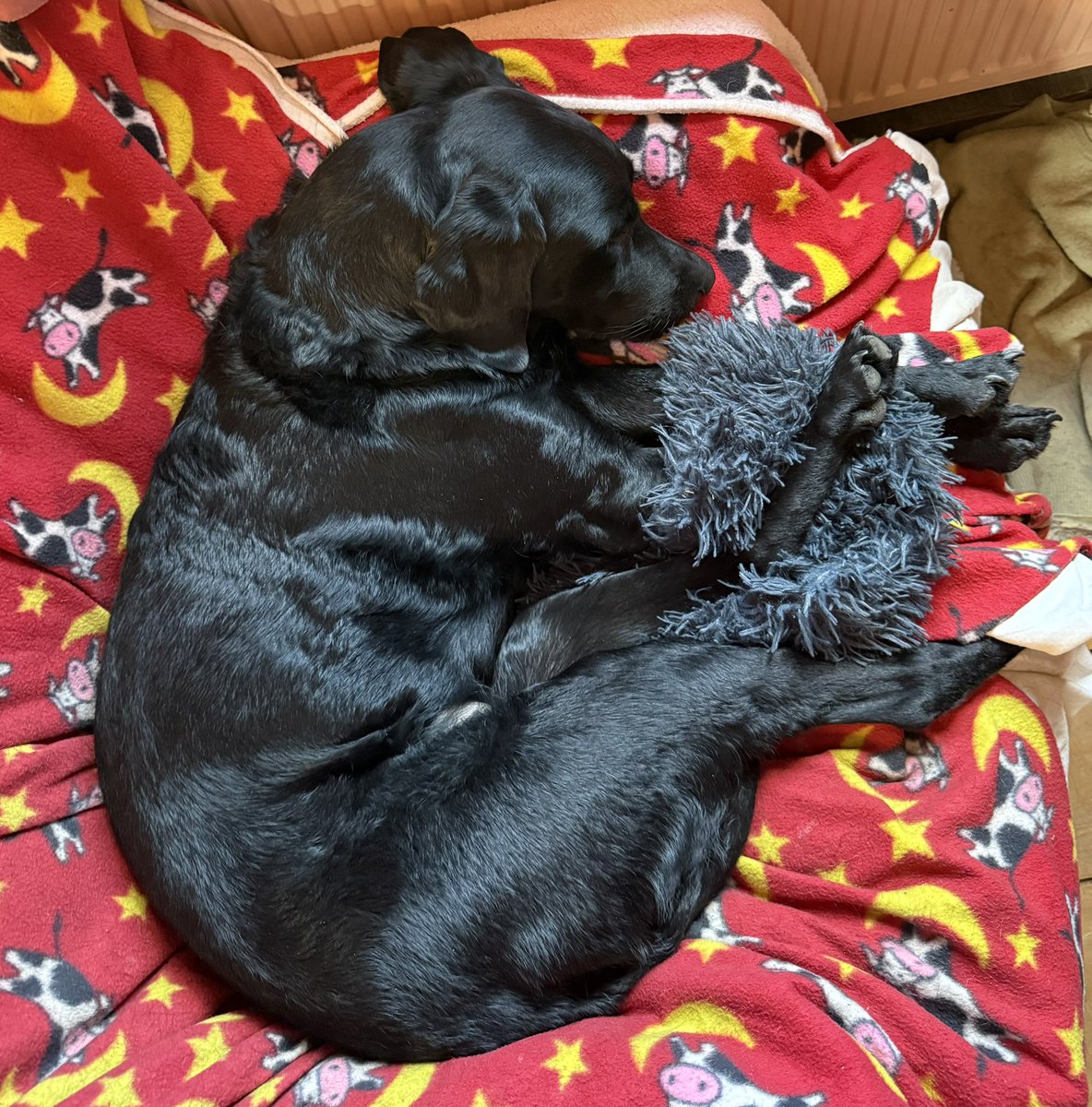 Jack loves his Reiki. Reiki is so beneficial, to all, in so many ways. 🩵🐾🐾💜 #reiki #reikihealing #clients #family #reikiforanimals #reikifordogs #reikiforcats #happiness #relax #dogs #children #cats #love #relaxing #relaxation #gentle #benefit