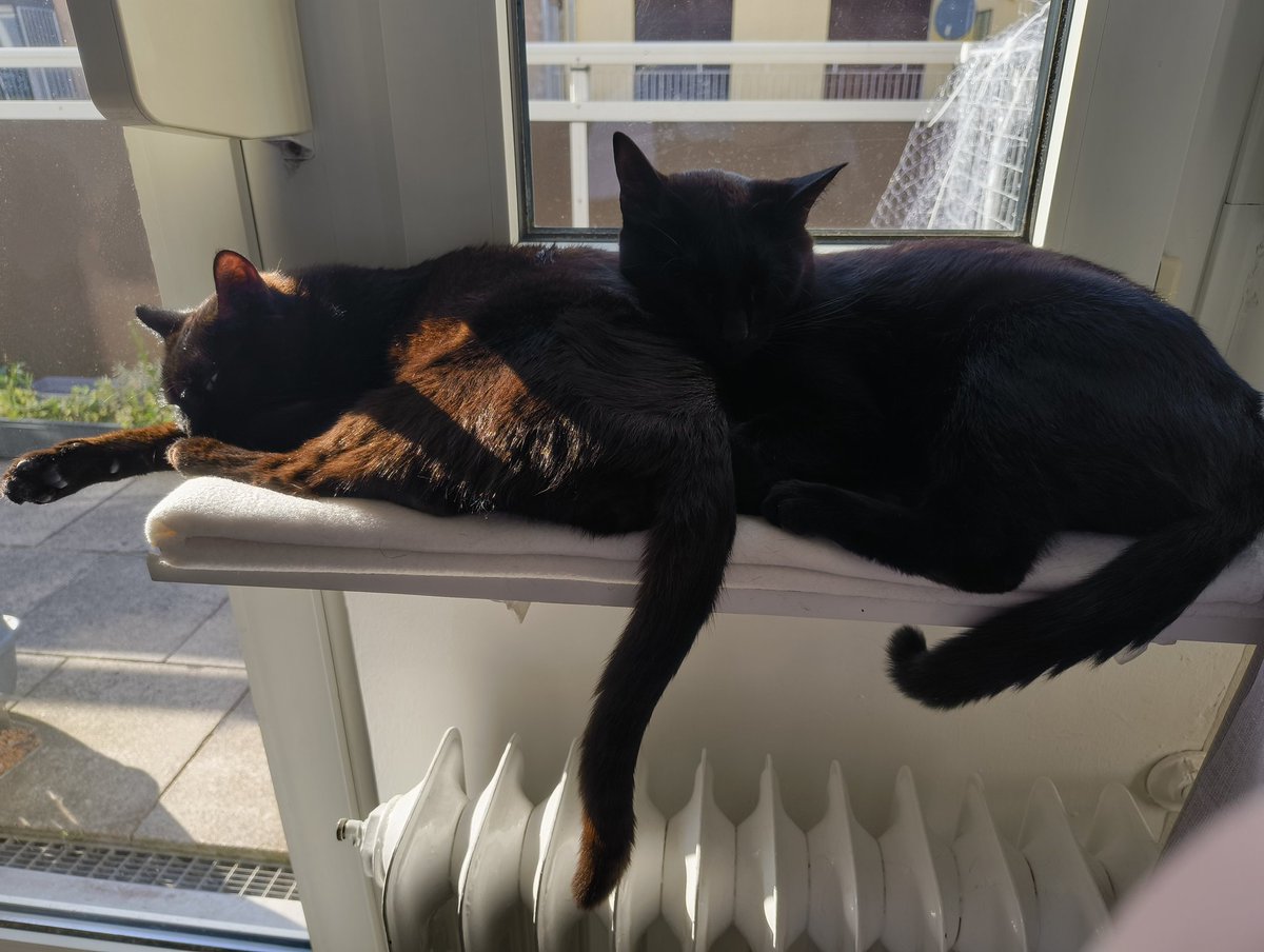 Katze müsste man sein...