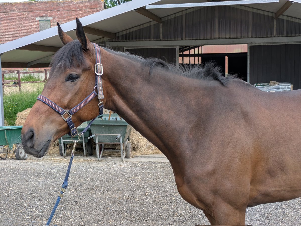 Charly Milpied (@charlymilpied) on Twitter photo Petit détour par <a href="/hmerienneracing/">Hugo Merienne</a> pour rendre visite à Incollable et In Love (📸) en vue du Grand Steeple.
Tous beaux les champions 😍 !
#GSCP2025 Petit détour par <a href="/hmerienneracing/">Hugo Merienne</a> pour rendre visite à Incollable et In Love (📸) en vue du Grand Steeple.
Tous beaux les champions 😍 !
#GSCP2025