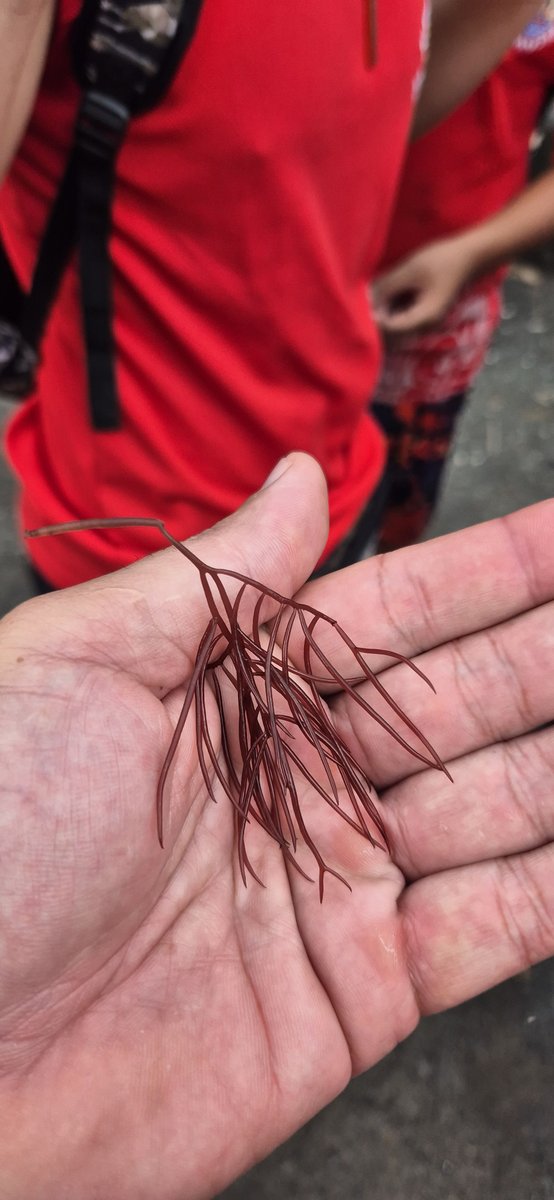 Collège Taaone tweet media