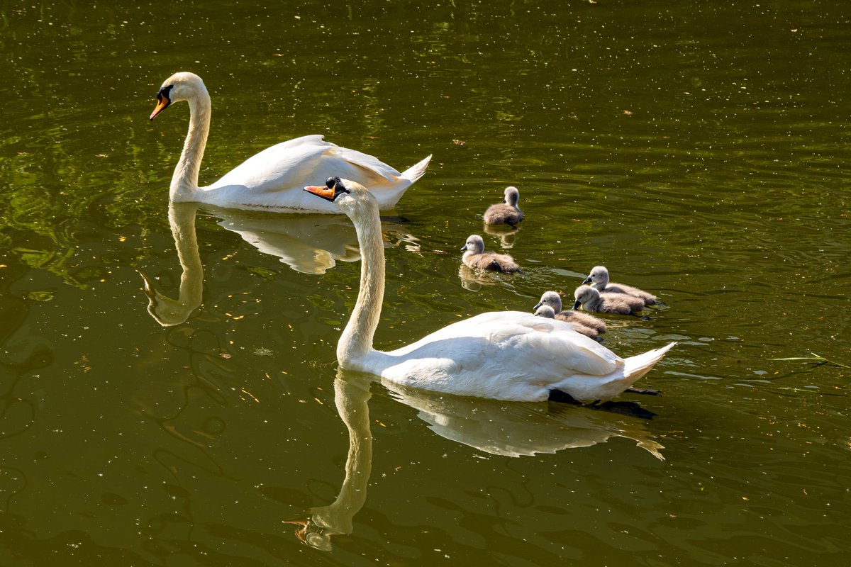In just a few days time we should start to see the arrival of this year's cygnets - we are expecting the East Brayford pair cygnets to hatch first given they were the first to nest.

Please do tag us in your photos of the 2025 Cygnets 🦢🩶