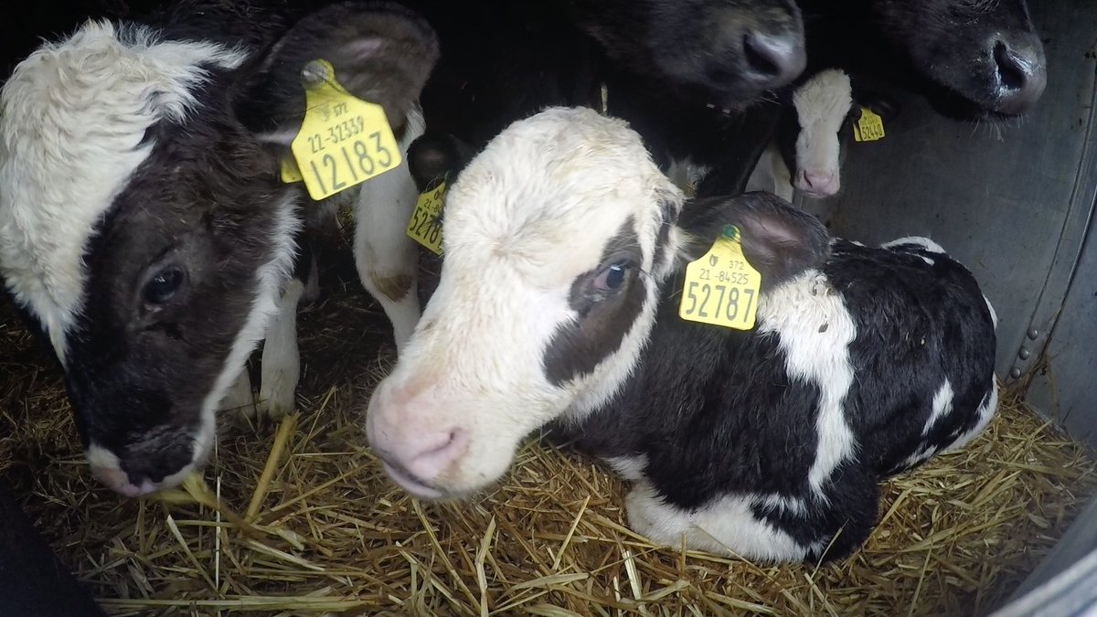 Miljoenen dieren worden vervoerd voor de vlees- en zuivelhandel. Zeer ingrijpend, zeker voor jonge dieren die nauwelijks contact met de buitenwereld hebben gehad.💔 Zeg ook NEE tegen het gesleep met jonge dieren. Teken de petitie!✏️ bit.ly/3CJi0eB Beeld: <a href="/Eyes_on_Animals/">Eyes on Animals</a>