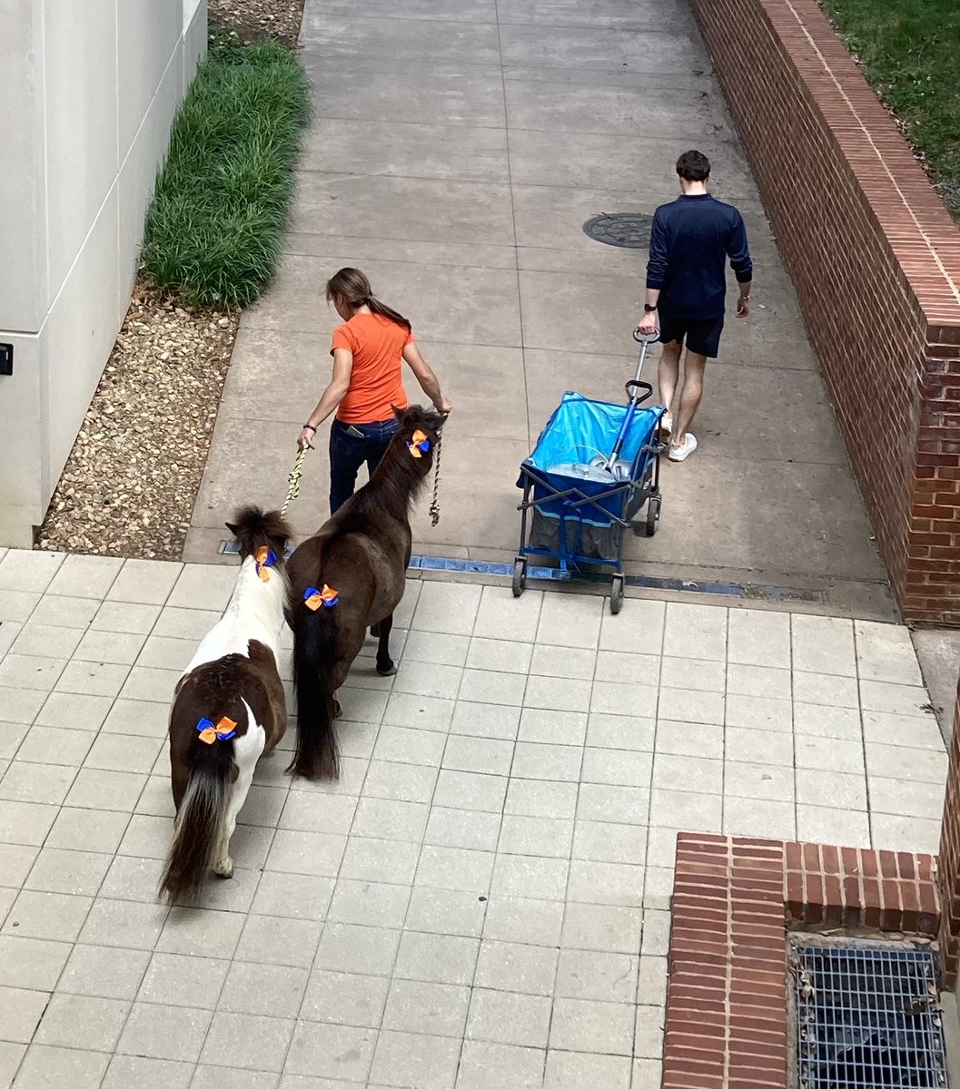 Never know what you might see passing by #UVA #chemicalengineering building during finals week…