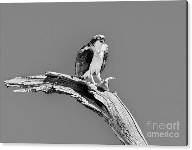 I am the hawk and there's blood in my feathers, but time is still turning they soon will be dry. And all those who see me and all who believe in me, share in the freedom I feel when I fly.-John Denver

Osprey Having Dinner Acrylic Print
#travelingwa #Osprey #YakimaRiver