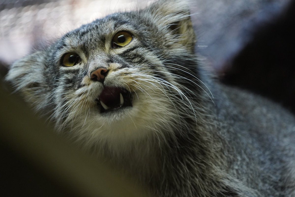 DailyMantle3's tweet image. gweh