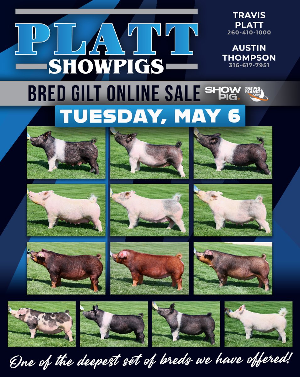 Platt Showpigs Bred Females - Ends Tonight! Bid at: auctions.thewendtgroup.com/auction/27276