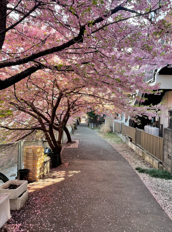 siinoob's tweet photo. 春のお花見真っ盛りです!桜のトンネルを散策すると、ピンクの花びらが敷き詰��られ、太陽の光が降り注ぎ、ロマンチックな気分になります。 https://t.co/RtNja67NsZ